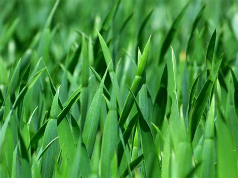 Conjure a Beautiful Lawn: How Magic Can Transform Your Outdoor Space